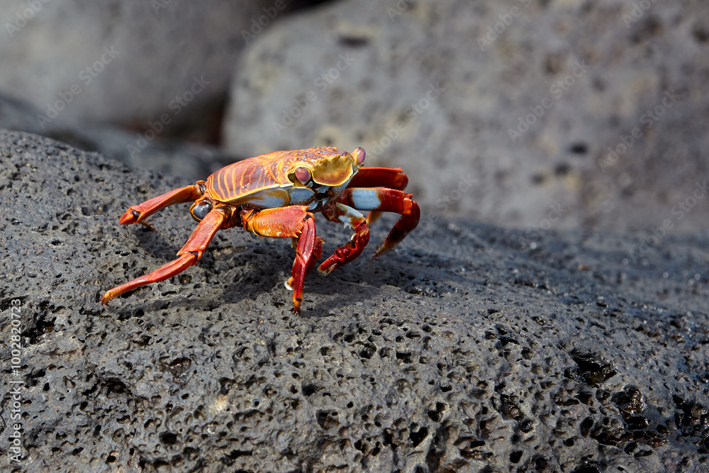 The Sally Lightfoot crab is a vibrant and agile crustacean native to the Galápagos Islands. Known for its striking colors, which range from bright red to orange and blue. The Sally Lightfoot crab is a vibrant and agile crustacean native to the Galápagos Islands. Known for its striking colors, which range from bright red to orange and blue.