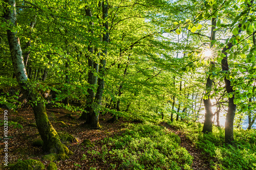 Discover the vibrant green beech forest in Sweden during spring, showcasing lush foliage and sunlight filtering through the trees