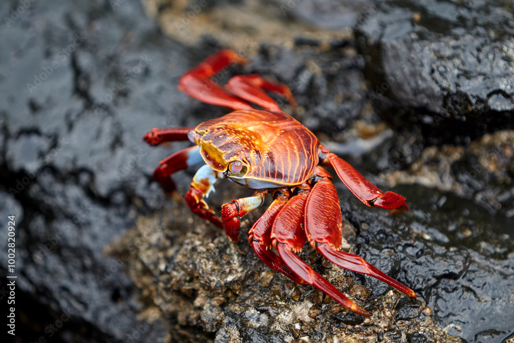 The Sally Lightfoot crab is a vibrant and agile crustacean native to the Galápagos Islands. Known for its striking colors, which range from bright red to orange and blue. The Sally Lightfoot crab is a vibrant and agile crustacean native to the Galápagos Islands. Known for its striking colors, which range from bright red to orange and blue.