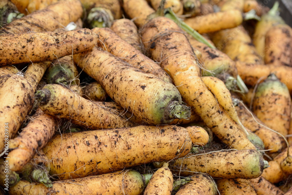 Fresh white carrots harvested on a farm in the Holland Marsh in central Ontario, Canada. 