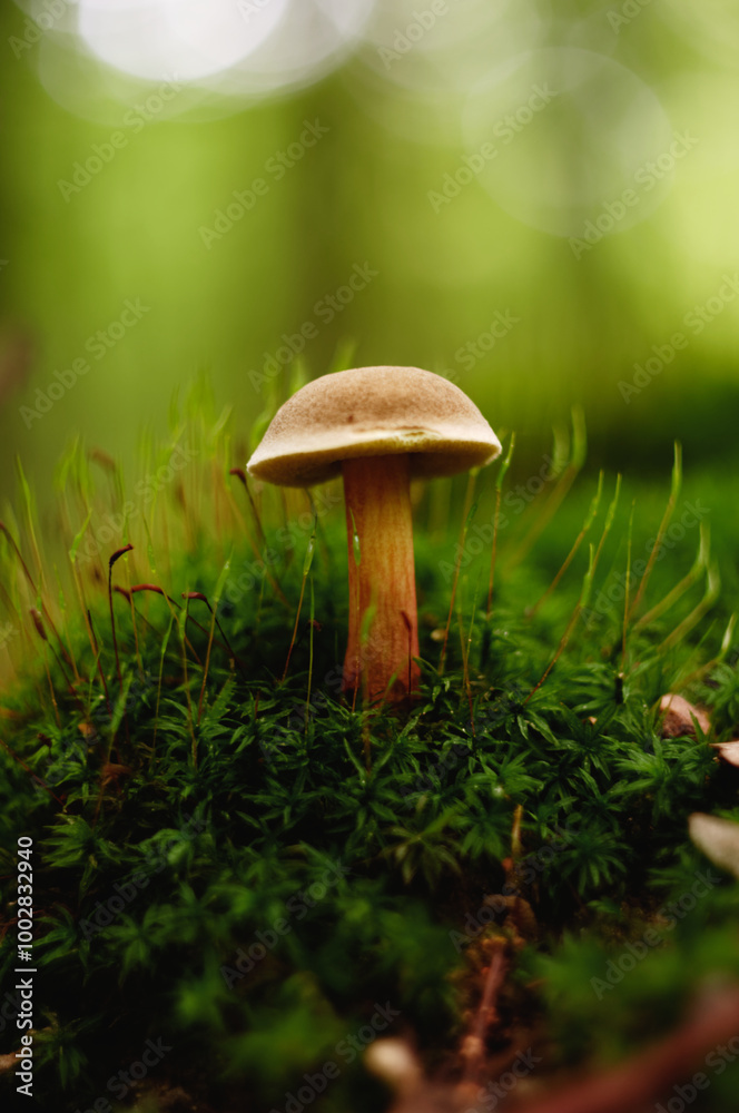 Mushroom in the forest on a background of green moss