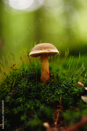 Mushroom in the forest on a background of green moss