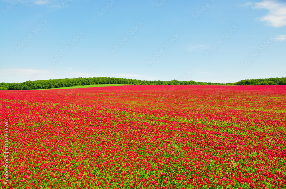 He is a red field. He is a red field.