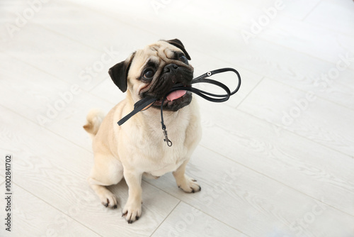 Cute Pug dog holding leash in mouth indoors. Time for walk