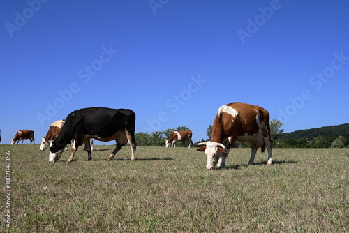 Pasturage cow.