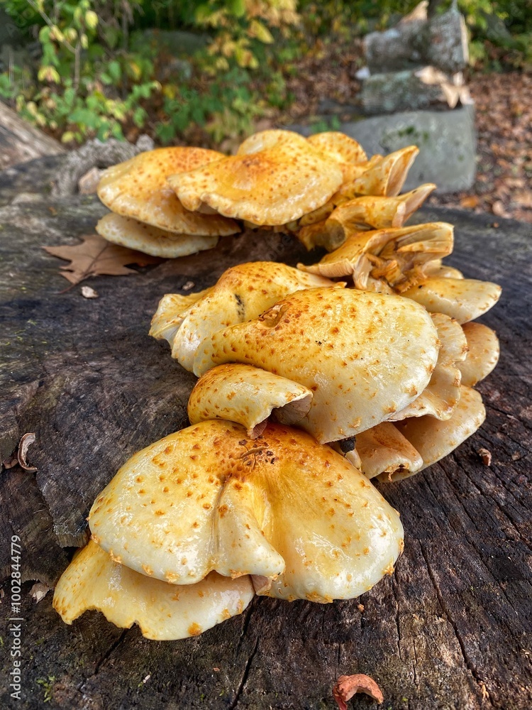Yellow Fungi Mushroom Close up Growing on Log Stump in Forest Yellow Fungi Mushroom Close up Growing on Log Stump in Forest