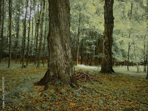An enserated forest.