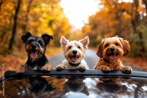 Four happy dogs sitting on the roof of a car driving down a quiet autumn road, capturing the playful energy and excitement of an outdoor adventure photo