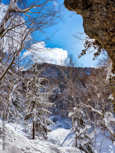 Snowy forest on a bright, sunny day photo