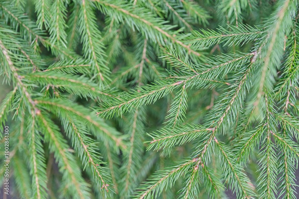 Close-up of green spruce branches. Natural background. Close-up of green spruce branches. Natural background.