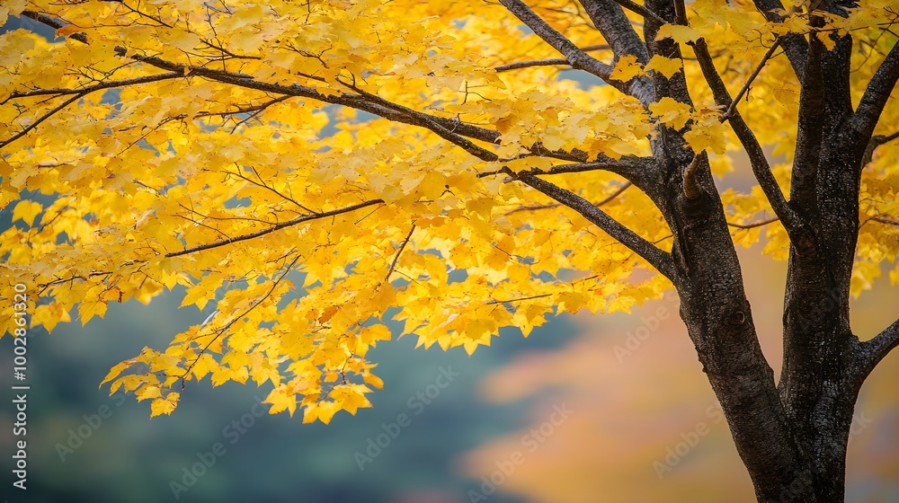 Beautiful leaf color of big tree in autum season Beautiful leaf color of big tree in autum season