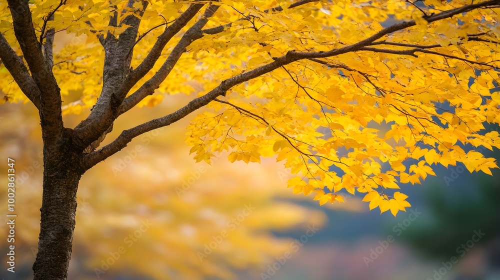 Beautiful leaf color of big tree in autum season Beautiful leaf color of big tree in autum season