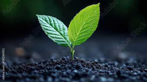 A vibrant green plant emerges from rich dark soil, symbolizing growth and renewal in nature. This close-up captures the essence of life and vitality