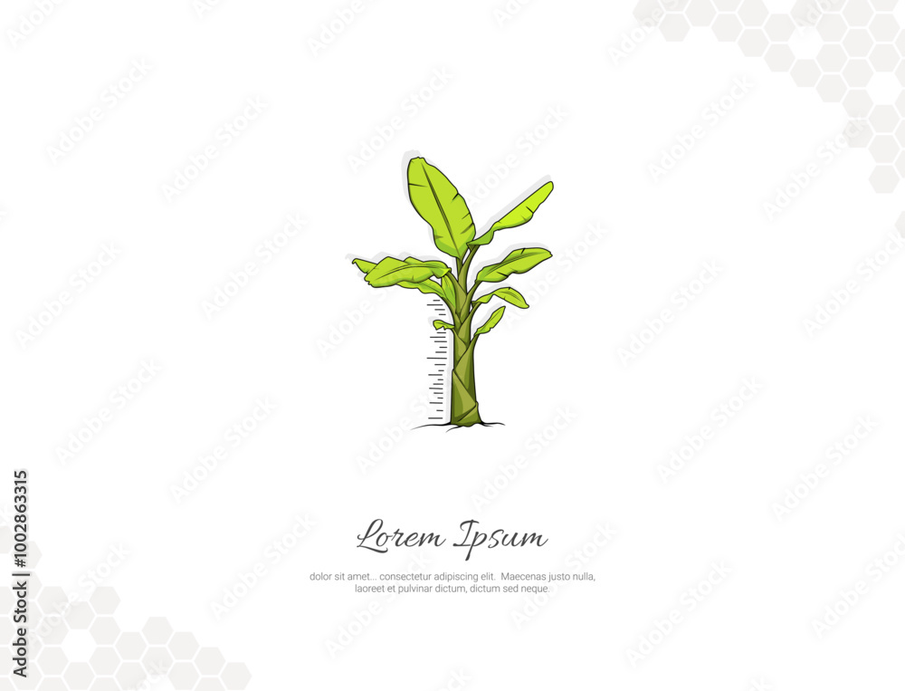 Banana young tree vector art for wall decoration Banana young tree vector art for wall decoration