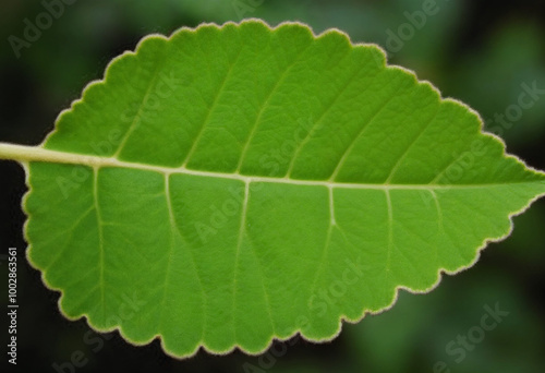 close up of green leaf