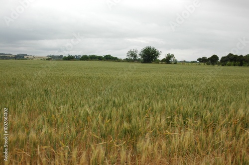 Wheat crops in northern Argentina