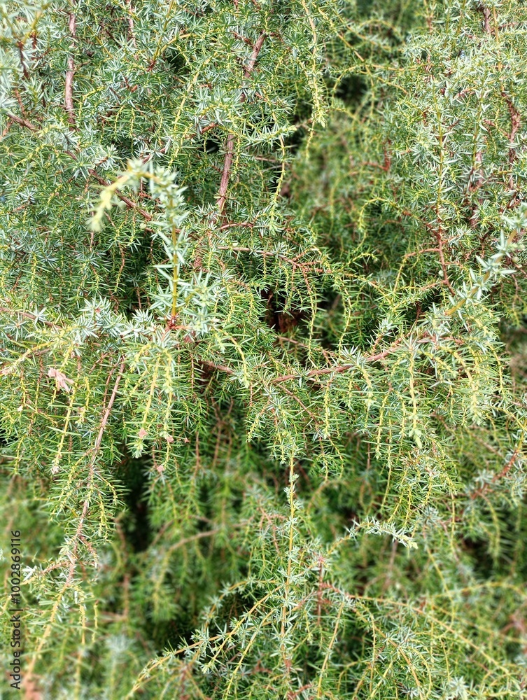 Fototapeta premium gałęzie jałowca
