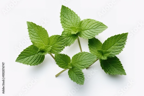 Fresh mint leaves isolated on white background. top view