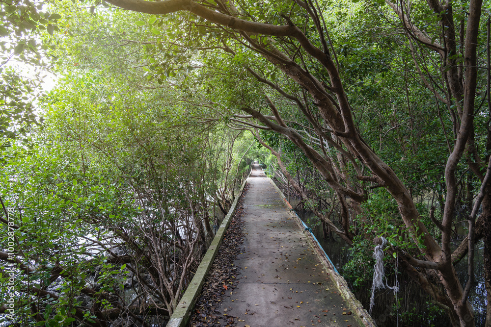 Natural photo of Viewpoint Public park Kalong beach, Samut Sakhon Thailand. Mangrove forest landscape. A concrete bridge walkway under the shade of mangrove trees with evening atmosphere. Natural photo of Viewpoint Public park Kalong beach, Samut Sakhon Thailand. Mangrove forest landscape. A concrete bridge walkway under the shade of mangrove trees with evening atmosphere.