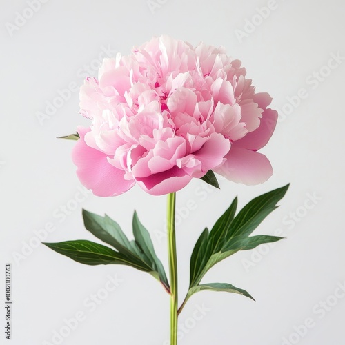 A beautiful pink peony flower with lush petals and green leaves on a light background, perfect for nature and floral themes.