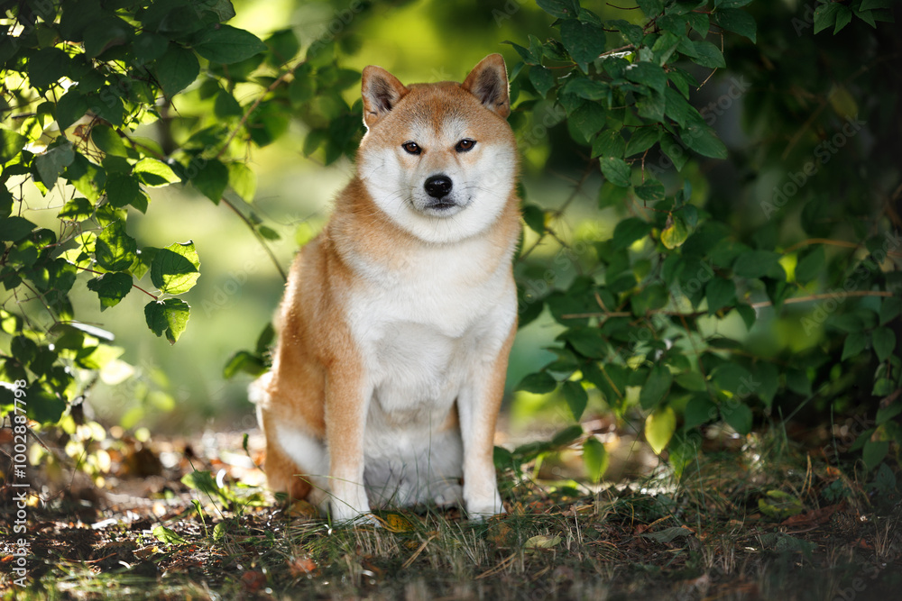 shiba inu dog sitting outdoors in the park between two bushes with green leaves in the sunlight shiba inu dog sitting outdoors in the park between two bushes with green leaves in the sunlight