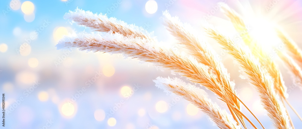 Golden Wheat, Pink Bokeh Background Golden Wheat, Pink Bokeh Background