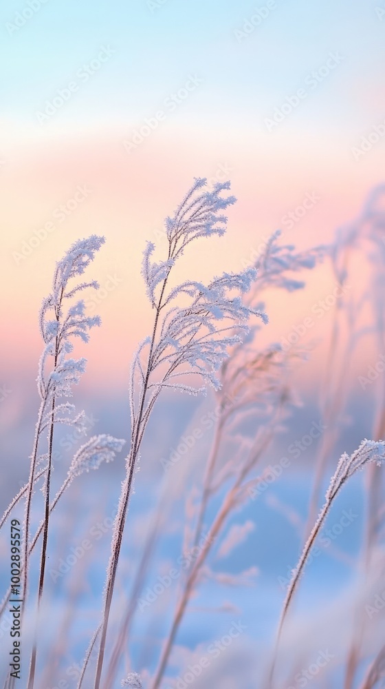 Obraz premium Frost-covered grass at sunrise with pastel