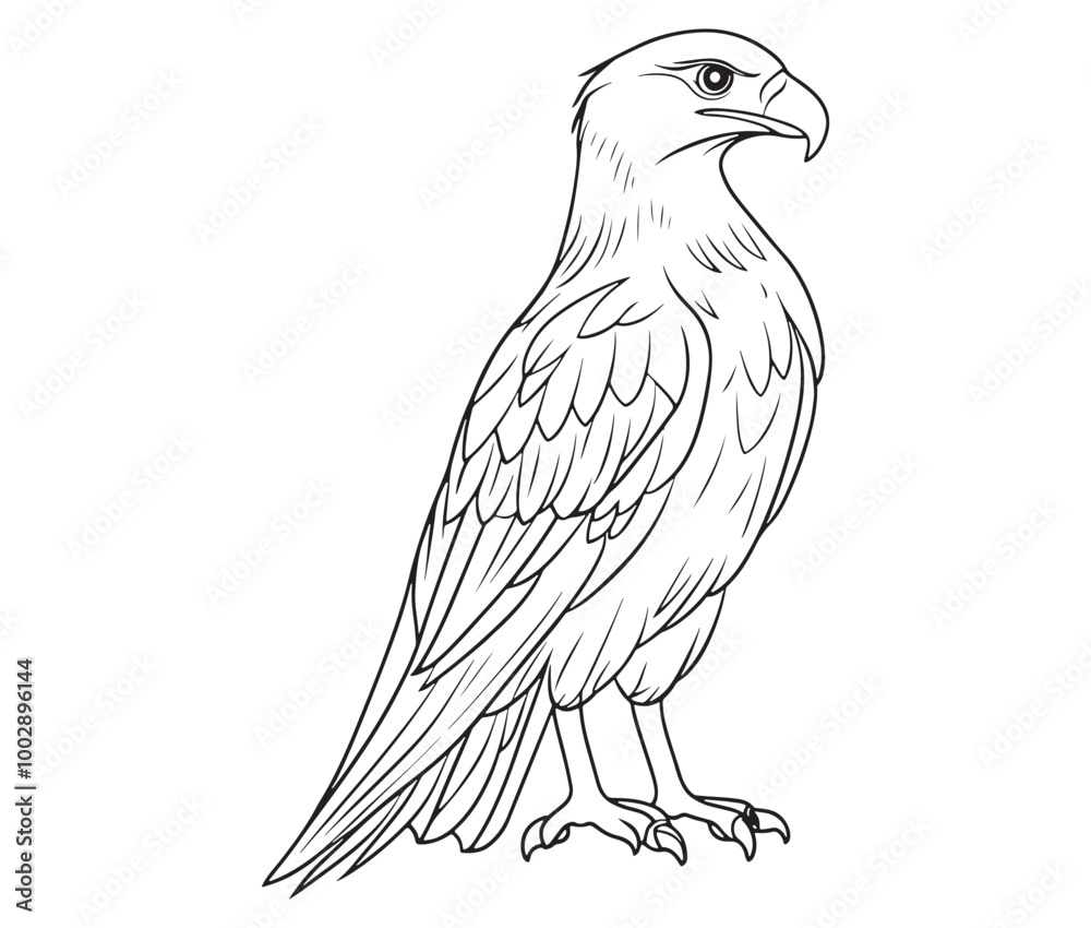 Fototapeta premium Illustration of an eagle, Hawk vector, Outline eagle vector