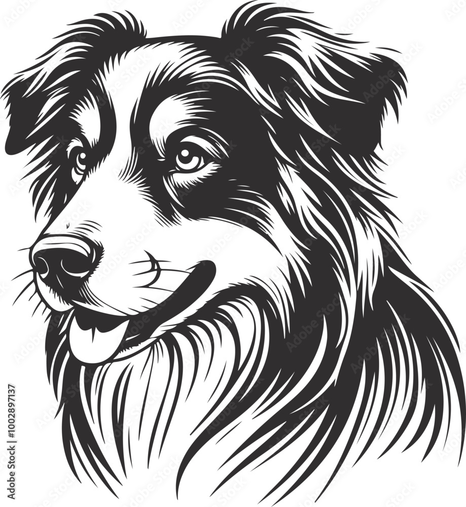 Fototapeta premium Australian Shepherd silhouette, illustration white background