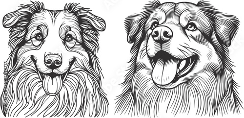 hand-drawn portrait of an Australian Shepherd in engraving style