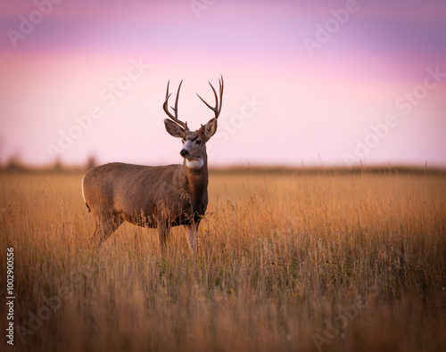 Beautiful white tailed deer portrait in the earlt morning light in southern alberta, jasper , banff, calgary