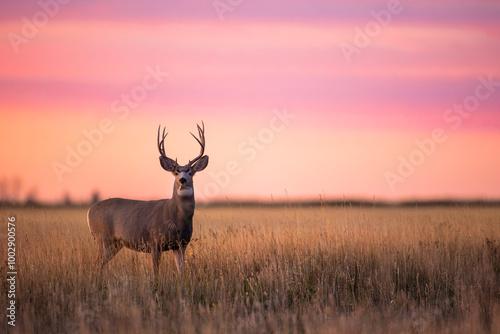 Beautiful white tailed deer portrait in the earlt morning light in southern alberta, jasper , banff, calgary photo