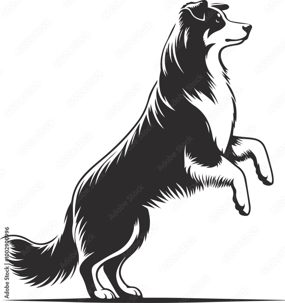Australian Shepherd silhouette, illustration white background Australian Shepherd silhouette, illustration white background