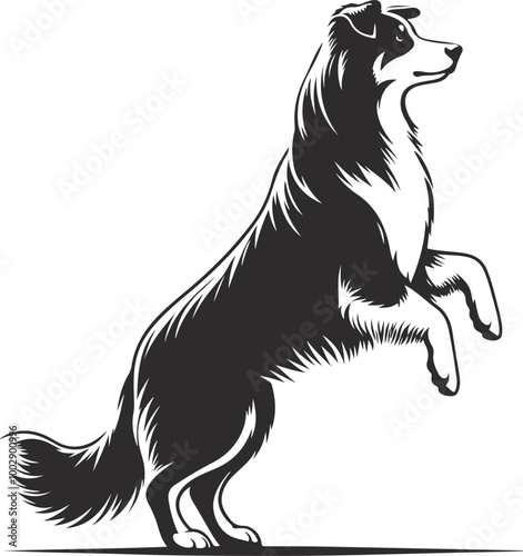 Australian Shepherd silhouette, illustration white background