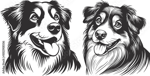 Australian Shepherd silhouette, illustration white background
