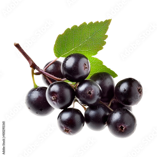 Elderberry with leaves. Isolated on transparent background.
