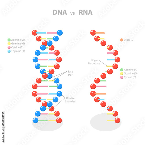 3D Isometric Flat  Illustration of DNA Vs RNA, Deoxyribonucleic and Ribonucleic Acid