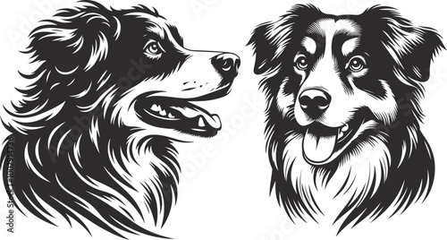 Australian Shepherd silhouette, illustration white background