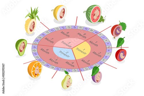 Bild auf Leinwand 3D Isometric Flat  Illustration of Embryo Development, Medical Infographic Eleme