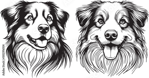 Australian Shepherd silhouette, illustration white background