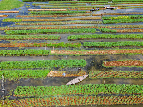 A stunning aerial view of farmers cultivating vegetables on floating gardens in Nazirpur, Pirojpur, Bangladesh, on September 30, 2024. photo