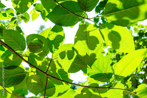 Leaves and sunlight,Fresh green leaves on slender branches, sunlight shining through, creating serene and peaceful scene. Sunny backlight flare emphasizes delicate pattern of