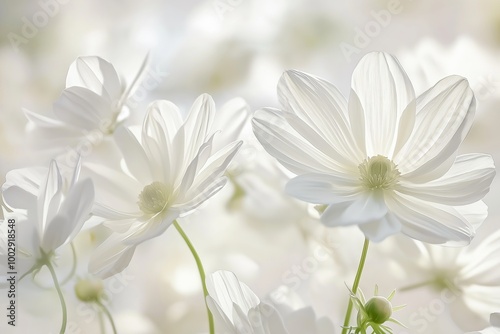 A cluster of ethereal white flowers with gentle shadows creating a serene and peaceful ambiance.