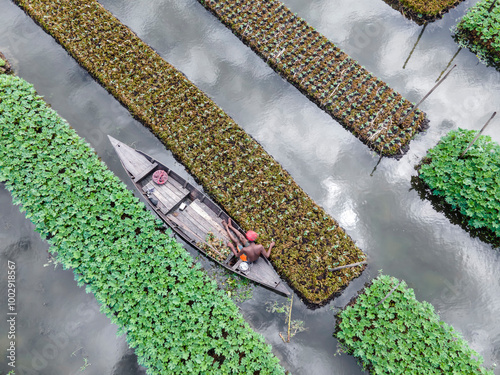 A stunning aerial view of farmers cultivating vegetables on floating gardens in Nazirpur, Pirojpur, Bangladesh, on September 30, 2024. photo