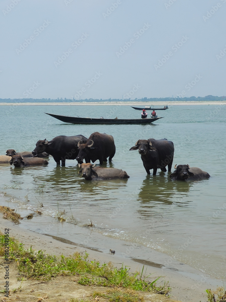 Water buffalo lie in the Ganges river, Padma river. Bangladesh.