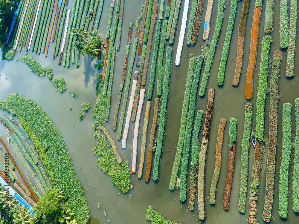 Obraz premium A stunning aerial view of farmers cultivating vegetables on floating gardens in Nazirpur, Pirojpur, Bangladesh, on September 30, 2024.