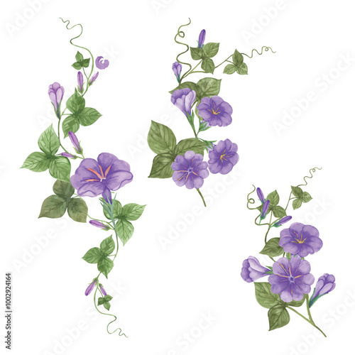 Watercolor Vector Morning glory flowers