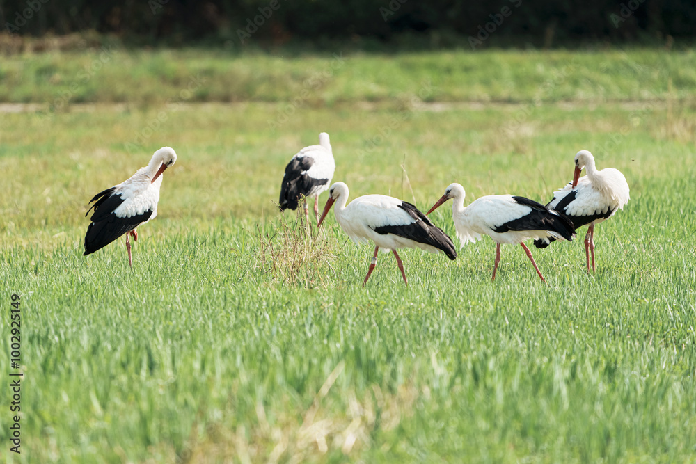 Störche auf einer Wiese Störche auf einer Wiese