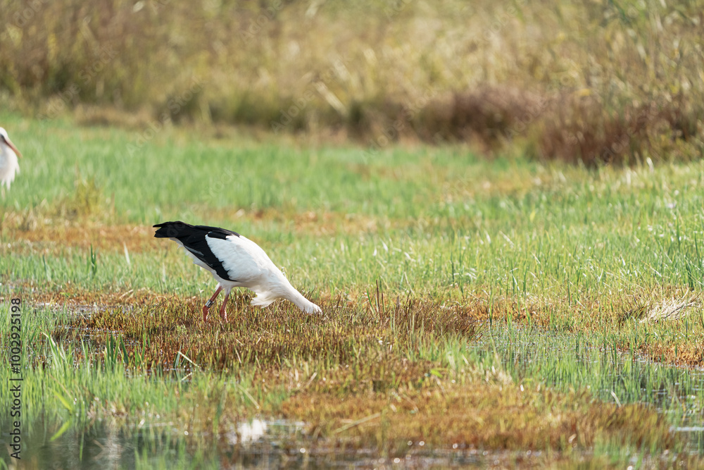 Storch sucht im Torfweiher nach Nahrung Storch sucht im Torfweiher nach Nahrung