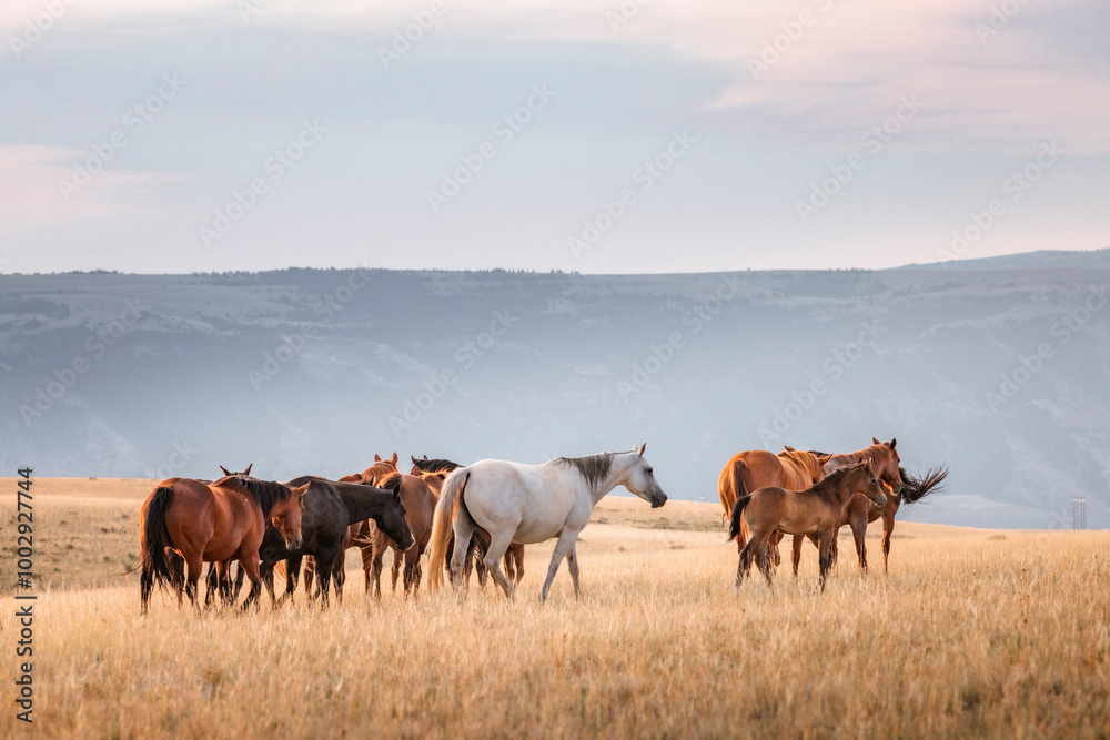 Beautiful American Quarter horse herd with foals at sunrise in the Pryor Mountains of Montana. Beautiful American Quarter horse herd with foals at sunrise in the Pryor Mountains of Montana.